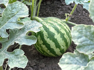 green striped watermelon growing in the garden