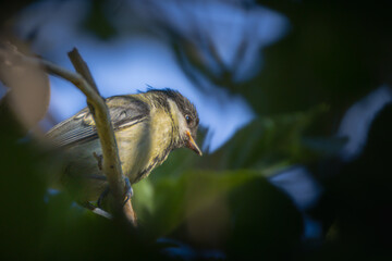 Eurasian Blue Tit perched on a branch in the morning light