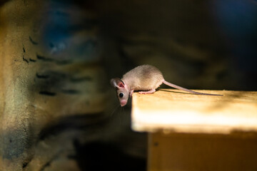 Small mouse exploring wooden surface in dimly lit environment