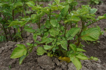 potato plantation, young potatoes, vegetable garden, farming, potato field, greenery, vegetable cultivation, countryside, garden crops, agriculture, potato planting, spring garden, potato rows, organi