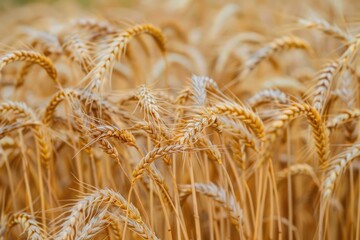 Fototapeta premium A field of golden wheat with a few brown and yellow grains. The wheat is tall and the field is full of it