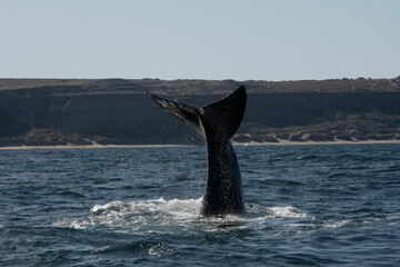 Fototapeta premium Sohutern right whale tail,Peninsula Valdes, Chubut, Patagonia,Argentina