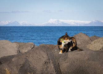 Island im April mit Katze