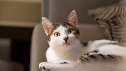 The moment a cute tabby house cat lies down and looks sweetly at the camera