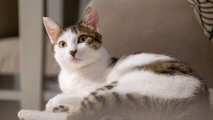 The moment a cute tabby house cat lies down and looks sweetly at the camera