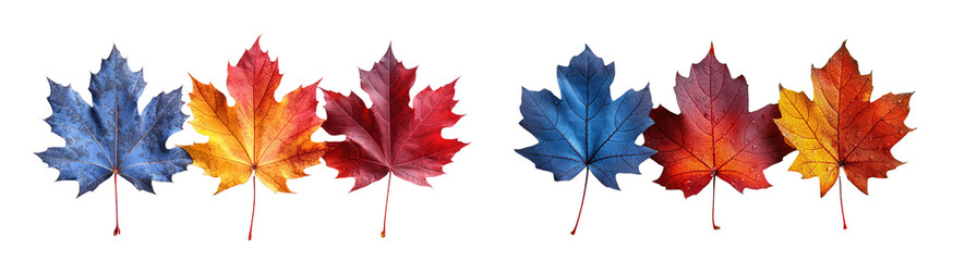 Fototapeta premium Set with fall and autumn maple leaves in orange and blue colors isolated on white background. autumn season concept for Thanksgiving or Halloween concept