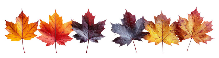Naklejka premium Set with fall and autumn maple leaves in orange and burgundy colors isolated on white background. autumn season concept for Thanksgiving or Halloween concept
