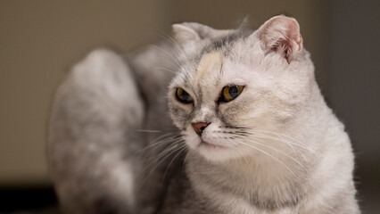 The moment a cute Scottish Fold house cat lies down and looks sweetly at the camera