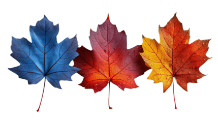 Set with fall and autumn maple orange, red and blue leaves isolated on white background. autumn season concept for Thanksgiving or Halloween concept