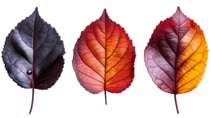 Collection of autumn maple leaves in vibrant orange and rich burgundy hues, isolated against a white backdrop. This set embodies the essence of the fall season, perfect for Thanksgiving or Halloween-t