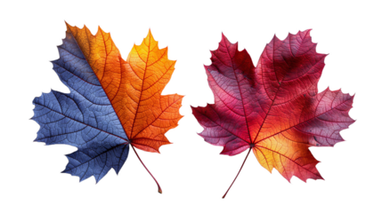 Set with fall and autumn maple orange, red and blue leaves isolated on white background. autumn season concept for Thanksgiving or Halloween concept