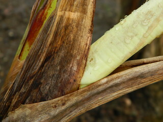 close up of a leaf