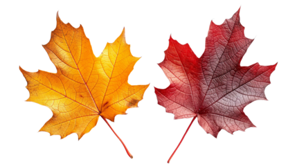 Array of autumn maple leaves in striking orange and deep burgundy tones, presented isolated on a white background. Symbolizing the beauty of fall, this collection is a fitting choice for Thanksgiving 