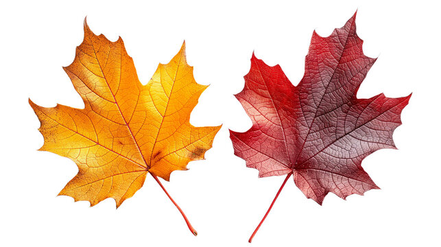 Array of autumn maple leaves in striking orange and deep burgundy tones, presented isolated on a white background. Symbolizing the beauty of fall, this collection is a fitting choice for Thanksgiving 