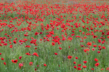 Fototapeta premium champ de coquelicots