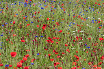 fleurs sauvages