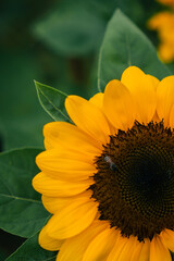 sunflower close up