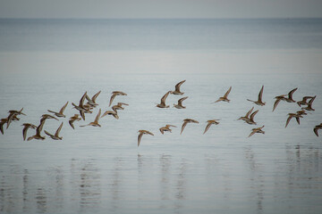 flock of sandpipers flying over blue water.