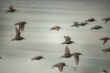 flock of sandpipers flying over blue water,