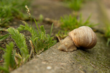 The Burgundy or edible snail crawls on the ground with green moss.In nature, the grape snail lives on average 7-8 years, but often can live up to 20 years