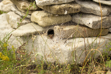 hairy legs from a tunnel spider.