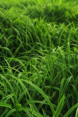 Obraz premium Vivid, close-up view of lush, green grass blades, sharply detailed and bathed in sunlight, capturing the essence of a vibrant, healthy lawn.