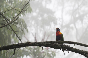 Colorful Lorikeet Perched on Tree Branch in Misty Forest