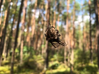 a large spider on a web in the forest is waiting for prey