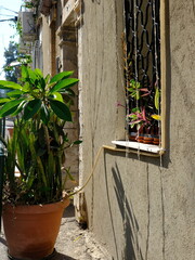 Quaint urban scene with lush potted plants by a weathered wall with vintage window and ornate metal grill, casting shadows in sunlight.