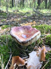 old mushroom in the forest