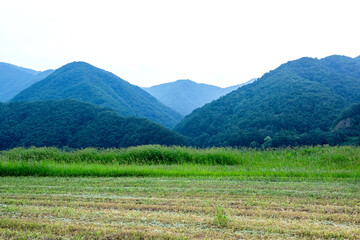 The beautiful green field on summer.  © Chongbum Thomas Park