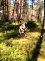 a large spider on a web in the forest is waiting for prey