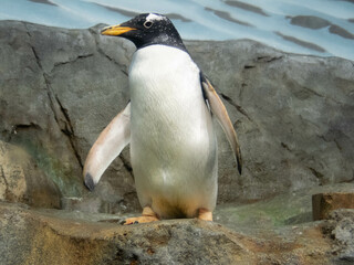 Fototapeta premium Pinguin on a rocky shore