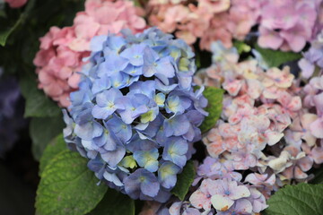 f hydrangea flowers. The blossoms exhibit a beautiful blend of pink and purple hues, creating a soft and serene visual appeal. The petals are delicately patterned with subtle variations in color.