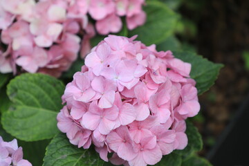 f hydrangea flowers. The blossoms exhibit a beautiful blend of pink and purple hues, creating a soft and serene visual appeal. The petals are delicately patterned with subtle variations in color.