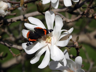 Papillon sur fleur