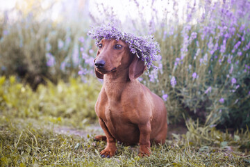 red dachshund in a lavender field in a wreath of purple flowers