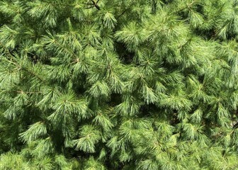 close up of green pine needles