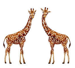 giraffe isolated on white giraffe face shot isolated on transparent background cutout wild mammal clipart