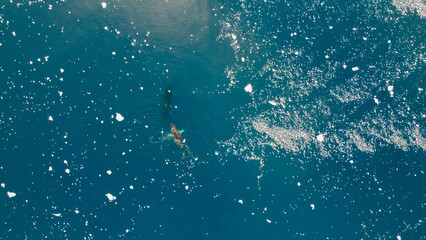 Fototapeta premium Aerial view of humpback whales diving in the ocean with blue water. Southern Ocean, Antarctica