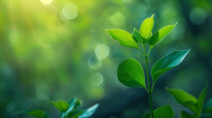 about a plant,backgrounds,pure and elegant --ar 16:9 Job ID: 35aae86c-5823-410c-9e8e-3a716b1bee03