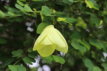 close up of Yellow bell orchid tree flower (Bauhinia tomentosa)
