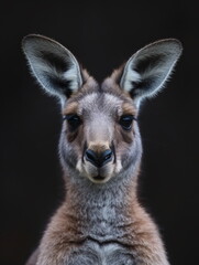 Fototapeta premium portrait of a kangaroo front face on dark background