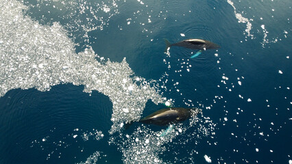 Aerial view of humpback whales diving in the ocean with blue water. Southern Ocean, Antarctica