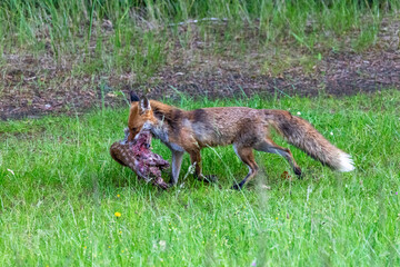 Fuchs, Fähe mit Beute.