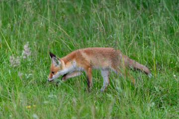 Junger Fuchs, Welpe auf den Sundischen Wiesen.