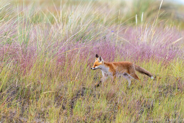 Junger Fuchs, Welpe auf den Sundischen Wiesen.