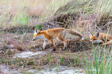 Junger Fuchs, Welpe auf den Sundischen Wiesen.