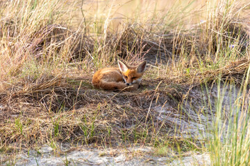 Junger Fuchs, Welpe auf den Sundischen Wiesen.