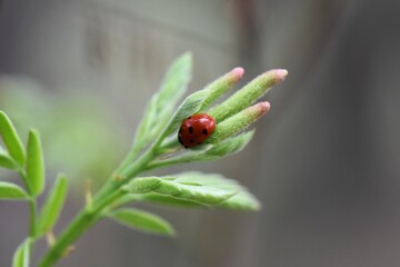 ladybug on a green leaf in the garden in the spring